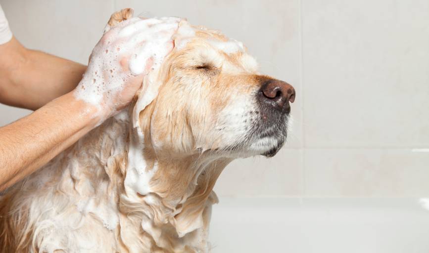 Dog Bathing