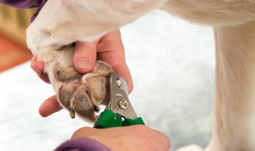 Nail Trimming