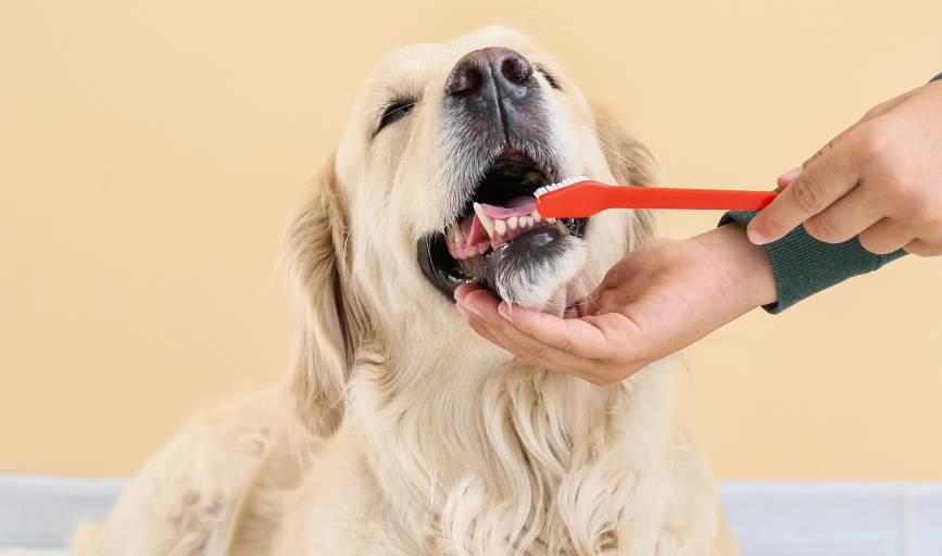 Teeth Cleaning